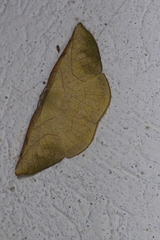 Simopteryx torquataria