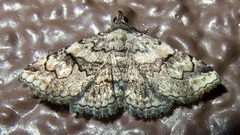 Toxonprucha repentis