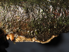 Cyanosporus alni