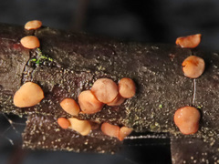 Hymenoscyphus imberbis