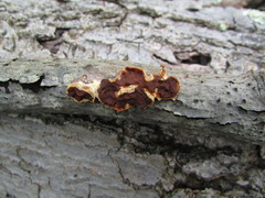 Scytinostroma artocreas