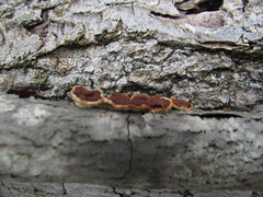 Scytinostroma artocreas