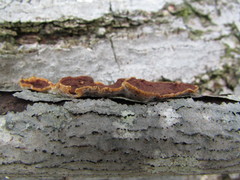 Scytinostroma artocreas