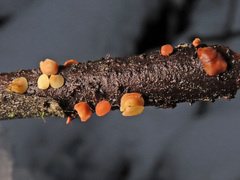 Hymenoscyphus imberbis