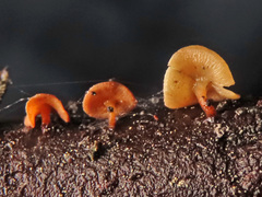 Hymenoscyphus imberbis