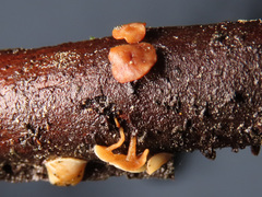 Hymenoscyphus imberbis