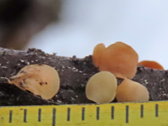 Hymenoscyphus imberbis