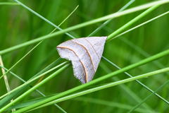 Colobochyla salicalis