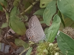 Euchrysops