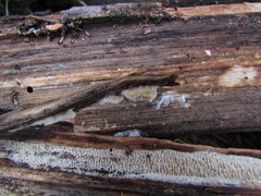 Brunneoporus minutus