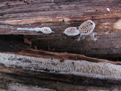 Brunneoporus minutus