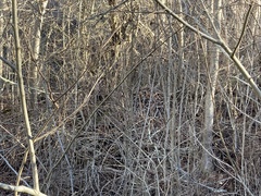 Neotoma fuscipes annectens