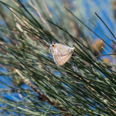 Theclinesthes miskini