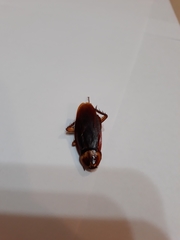 Periplaneta americana