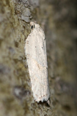 Acleris logiana