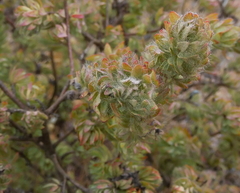 Thymelaea villosa