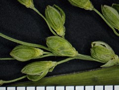 Dichanthelium xanthophysum