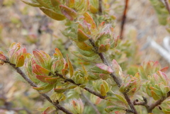 Thymelaea villosa