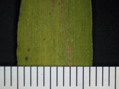 Dichanthelium xanthophysum