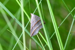 Colobochyla salicalis