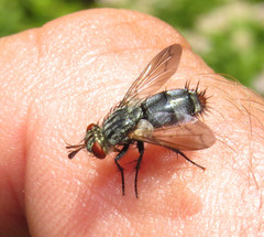 Copecrypta ruficauda