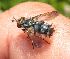 Copecrypta ruficauda