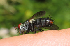 Copecrypta ruficauda