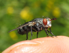 Copecrypta ruficauda