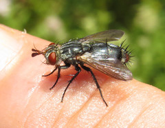 Copecrypta ruficauda