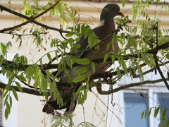 Columba palumbus