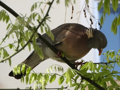 Columba palumbus