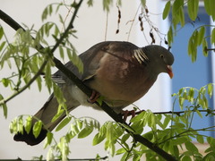 Columba palumbus