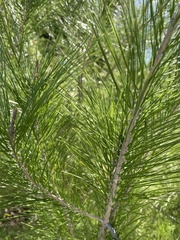 Pinus