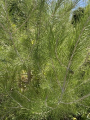 Pinus