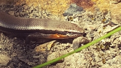 Acritoscincus platynotus