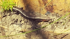 Acritoscincus platynotus