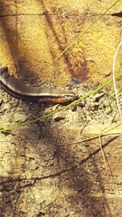 Acritoscincus platynotus