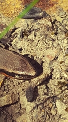 Acritoscincus platynotus