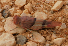 Oedipoda coerulea