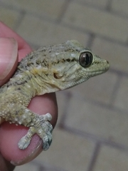 Tarentola mauritanica
