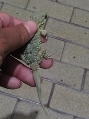 Tarentola mauritanica