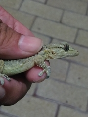 Tarentola mauritanica
