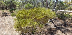 Acacia ligulata