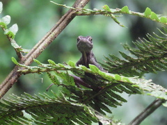 Anolis aequatorialis