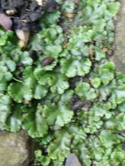 Marchantia polymorpha