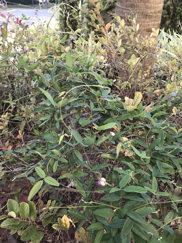 Galactia regularis image