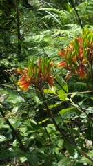 Blandfordia cunninghamii