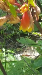 Blandfordia cunninghamii