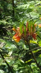 Blandfordia cunninghamii