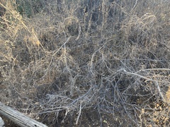 Forestiera pubescens pubescens